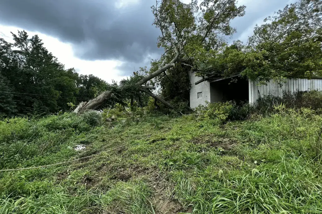 Storm-felled tree lying across a damaged outbuilding